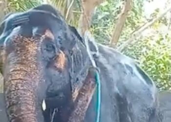 Elephant Bathing With Pipe: Video Of Elephant Self Bathing Goes Viral | Elephant Bathing With Pipe As No One Helping, Hathi Ka Video, Hathi Viral Video