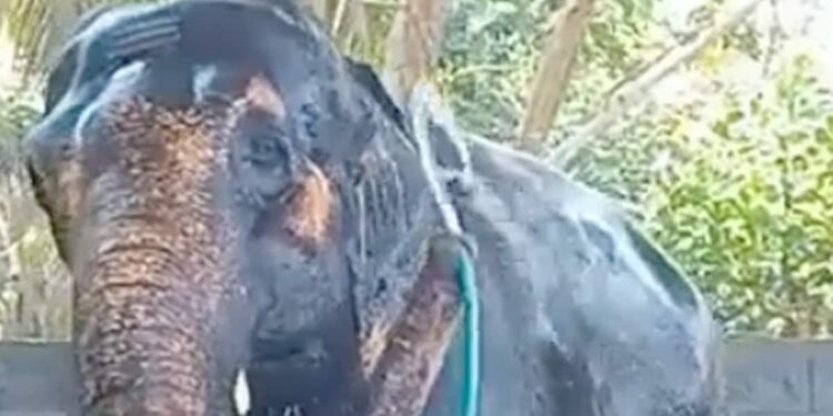Elephant Bathing With Pipe: Video Of Elephant Self Bathing Goes Viral | Elephant Bathing With Pipe As No One Helping, Hathi Ka Video, Hathi Viral Video