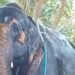 Elephant Bathing With Pipe: Video Of Elephant Self Bathing Goes Viral | Elephant Bathing With Pipe As No One Helping, Hathi Ka Video, Hathi Viral Video