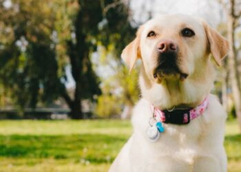 Woman Buries Dog Alive In Garden After It Wouldnt Stop Barking In Brazil – रात में लगातार भौंक रहा था कुत्ता, पड़ोसी ने जिंदा कर दिया दफन, फिर डेढ़ घंटे बाद…
