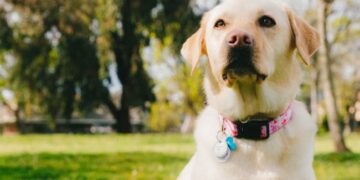 Woman Buries Dog Alive In Garden After It Wouldnt Stop Barking In Brazil – रात में लगातार भौंक रहा था कुत्ता, पड़ोसी ने जिंदा कर दिया दफन, फिर डेढ़ घंटे बाद…