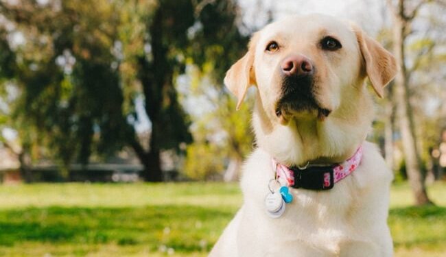 Woman Buries Dog Alive In Garden After It Wouldnt Stop Barking In Brazil – रात में लगातार भौंक रहा था कुत्ता, पड़ोसी ने जिंदा कर दिया दफन, फिर डेढ़ घंटे बाद…