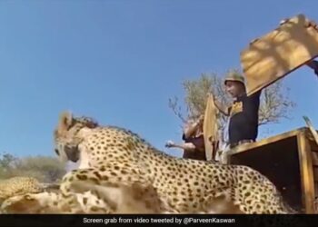 Amazing Wildlife Video: How Freedom Looks Like | Forest Officer Shares Video Of Animals And Birds Being Released Into The Wild