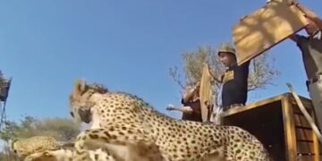 Amazing Wildlife Video: How Freedom Looks Like | Forest Officer Shares Video Of Animals And Birds Being Released Into The Wild