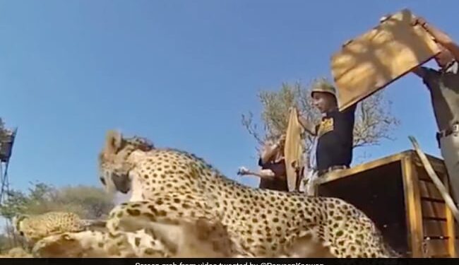 Amazing Wildlife Video: How Freedom Looks Like | Forest Officer Shares Video Of Animals And Birds Being Released Into The Wild