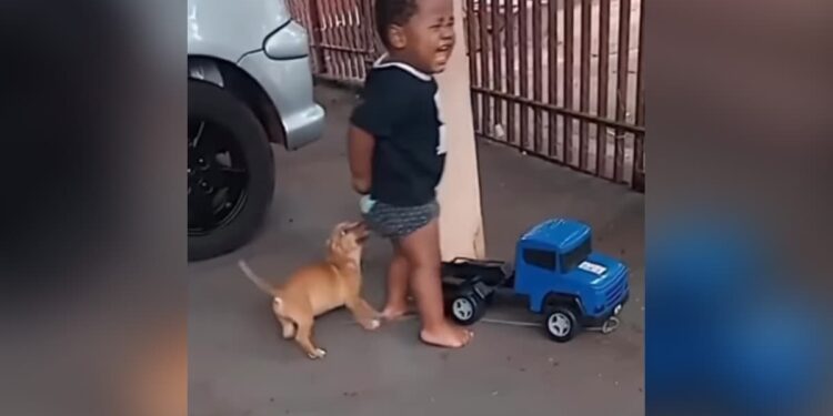 Viral Video: Cute Puppy Was Teasing The Children, The Little Devil Did It Like This Watch Viral Video