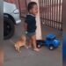 Viral Video: Cute Puppy Was Teasing The Children, The Little Devil Did It Like This Watch Viral Video