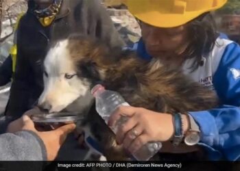भूकंप के 3 हफ्ते बाद तुर्की के बचाव दल ने बचाई मलबे में फंसे एक डॉगी की जान