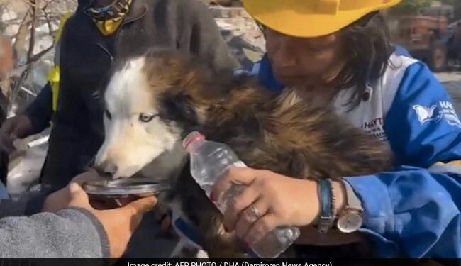 भूकंप के 3 हफ्ते बाद तुर्की के बचाव दल ने बचाई मलबे में फंसे एक डॉगी की जान
