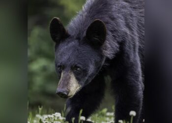 A Person Was Seen Posing For Photographs While Sitting On The Lap Of A Bear, People Started Giving Such Instructions On Social Media