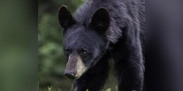 A Person Was Seen Posing For Photographs While Sitting On The Lap Of A Bear, People Started Giving Such Instructions On Social Media