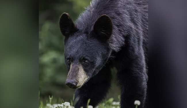 A Person Was Seen Posing For Photographs While Sitting On The Lap Of A Bear, People Started Giving Such Instructions On Social Media