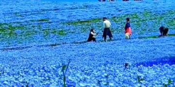 Blue Sky On Earth: Video Of Japans Valley Of Blue Flowers Goes Viral, Japan Majestic Valley Of Blue Flowers