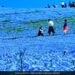Blue Sky On Earth: Video Of Japans Valley Of Blue Flowers Goes Viral, Japan Majestic Valley Of Blue Flowers