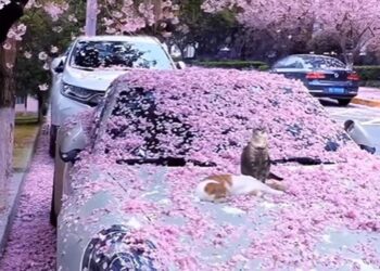 Stunning Video Of Cherry Blossoms Just In Time For Spring | Video Of Spring And Flower Rain Viral On Social Media