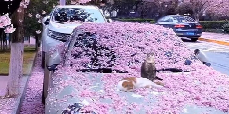 Stunning Video Of Cherry Blossoms Just In Time For Spring | Video Of Spring And Flower Rain Viral On Social Media