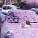 Stunning Video Of Cherry Blossoms Just In Time For Spring | Video Of Spring And Flower Rain Viral On Social Media