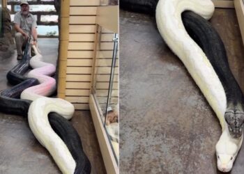 Viral Video: Man Pulls Two Giant Pythons By Their Tails, Watch What Happens Next, Azgar Ka Video,Google Trends,Sanp Ka Video, Wild Animal Video, Python Video
