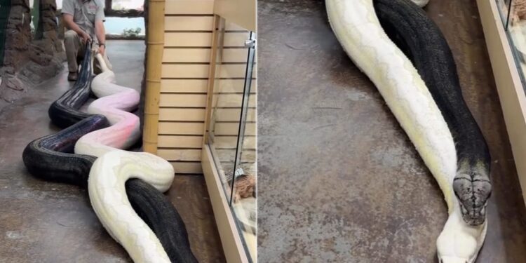 Viral Video: Man Pulls Two Giant Pythons By Their Tails, Watch What Happens Next, Azgar Ka Video,Google Trends,Sanp Ka Video, Wild Animal Video, Python Video