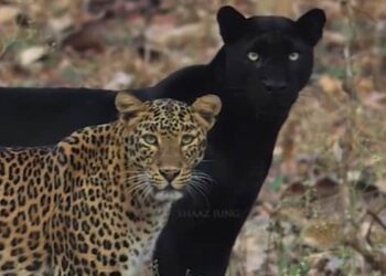 Stunning Video: Photos Of Rare Black Panther And Leopard Spotted In Karnataka Kabini Forest Pictures Gone Viral, Black Panther Leopard Couple Chilling Video