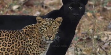 Stunning Video: Photos Of Rare Black Panther And Leopard Spotted In Karnataka Kabini Forest Pictures Gone Viral, Black Panther Leopard Couple Chilling Video