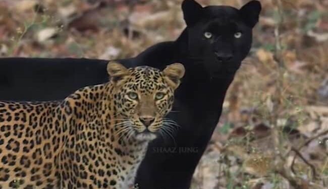 Stunning Video: Photos Of Rare Black Panther And Leopard Spotted In Karnataka Kabini Forest Pictures Gone Viral, Black Panther Leopard Couple Chilling Video