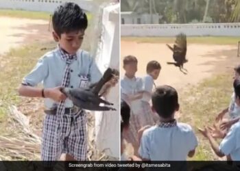 School Boy Rescues A Crow Stuck In A Net Is A Great Lesson In Kindness See Viral Video