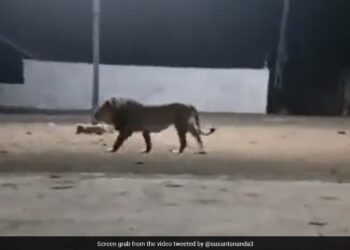 Dogs Chase Away A Majestic Lion Then What Happened Next Is Unbelievable Viral Video