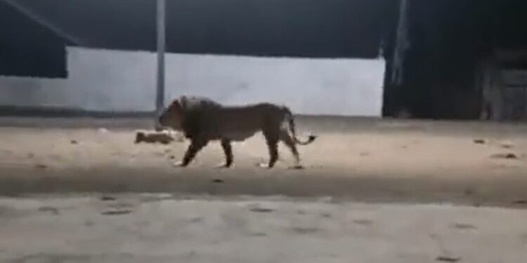Dogs Chase Away A Majestic Lion Then What Happened Next Is Unbelievable Viral Video