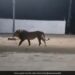Dogs Chase Away A Majestic Lion Then What Happened Next Is Unbelievable Viral Video