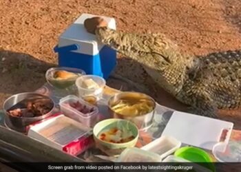 Crocodile Steals Ice Box From Elderly People On Picnic In South Africa See Viral Video