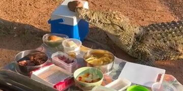 Crocodile Steals Ice Box From Elderly People On Picnic In South Africa See Viral Video