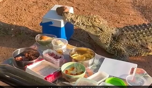 Crocodile Steals Ice Box From Elderly People On Picnic In South Africa See Viral Video