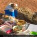 Crocodile Steals Ice Box From Elderly People On Picnic In South Africa See Viral Video