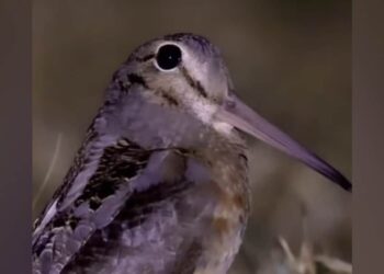 सोशल मीडिया पर छा गई इस छोटी सी चिड़िया की आवाज, सुनकर लगेगा कि मोबाइल रिंगटोन है