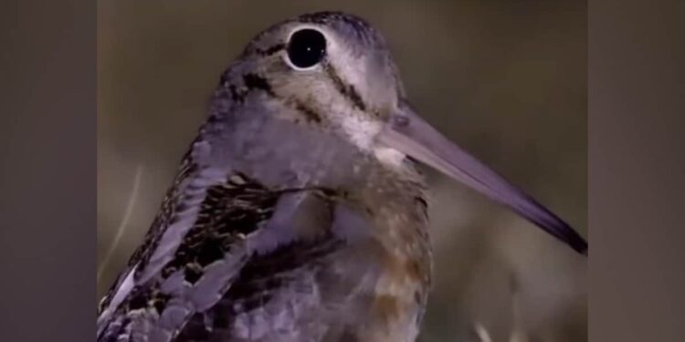 सोशल मीडिया पर छा गई इस छोटी सी चिड़िया की आवाज, सुनकर लगेगा कि मोबाइल रिंगटोन है