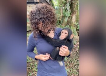 The Little Chimpanzee Stuck To The Woman Considering It As A Mother, People Said – Love Has No Language – नन्हें चिंपांजी महिला को मां समझ कर चिपक गया, लोगों ने कहा