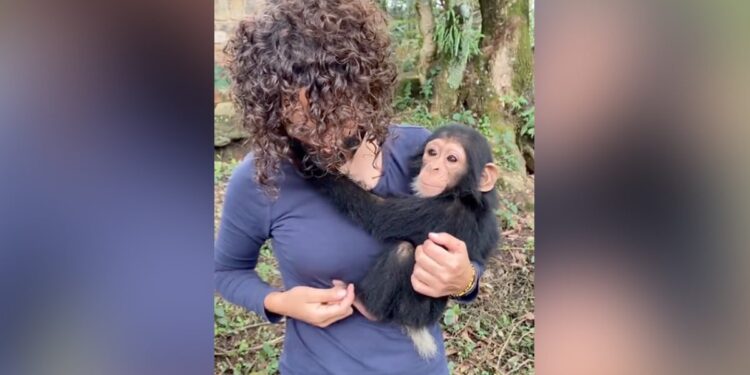 The Little Chimpanzee Stuck To The Woman Considering It As A Mother, People Said – Love Has No Language – नन्हें चिंपांजी महिला को मां समझ कर चिपक गया, लोगों ने कहा