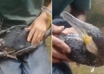 Watch: Video Of Man Saved Ducks Life Like This Viral On Social Media