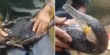Watch: Video Of Man Saved Ducks Life Like This Viral On Social Media
