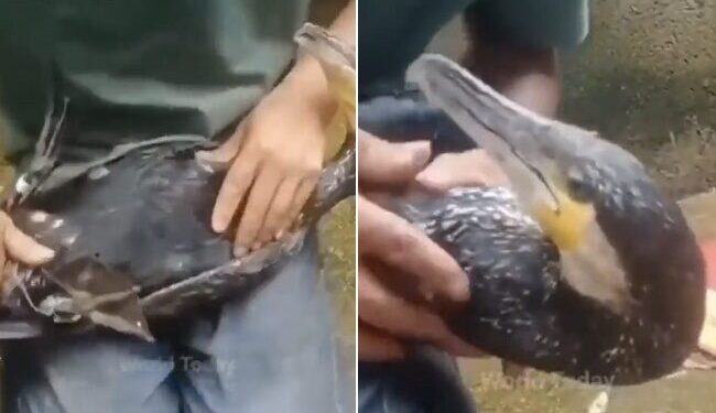 Watch: Video Of Man Saved Ducks Life Like This Viral On Social Media