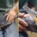 Watch: Video Of Man Saved Ducks Life Like This Viral On Social Media