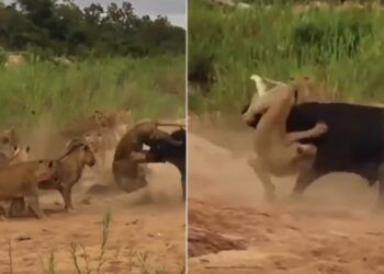 Discovery Wild Animal Fight Video: Viral Video Of Lion And Buffalo Fight | Lions Vs Buffalo | Sher Aur Bhense Ki Jang