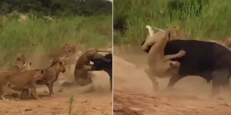 Discovery Wild Animal Fight Video: Viral Video Of Lion And Buffalo Fight | Lions Vs Buffalo | Sher Aur Bhense Ki Jang