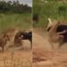 Discovery Wild Animal Fight Video: Viral Video Of Lion And Buffalo Fight | Lions Vs Buffalo | Sher Aur Bhense Ki Jang