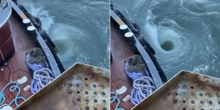 Viral Video Vortex Maelstrom Outfall Pool Ring Double Drain What Causes Vortex Currents To Form What Are Water Vortexes Called Early Wakeup Tips What Is A Vortex In Water Physics, Pani Me Bhanwar Kaise