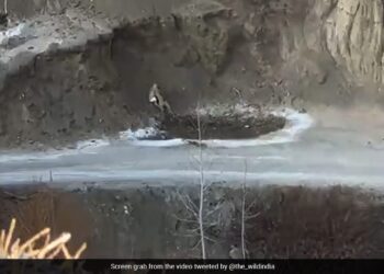 Ghost Of Mountains Caught On Camera Hunting In Ladakh, Netizens Amazed Watch | Majestic Snow Leopard Hunts Down Prey Along A Cliff, Snow Leopard, Ghost, Leopard