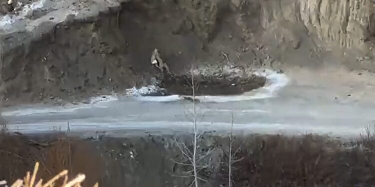 Ghost Of Mountains Caught On Camera Hunting In Ladakh, Netizens Amazed Watch | Majestic Snow Leopard Hunts Down Prey Along A Cliff, Snow Leopard, Ghost, Leopard