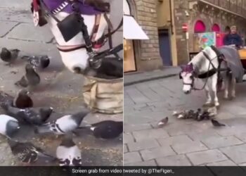 Horse Sharing Its Snack With Hungry Pigeons Beautiful Moment Will Melt Your Heart See Heartwarming Video