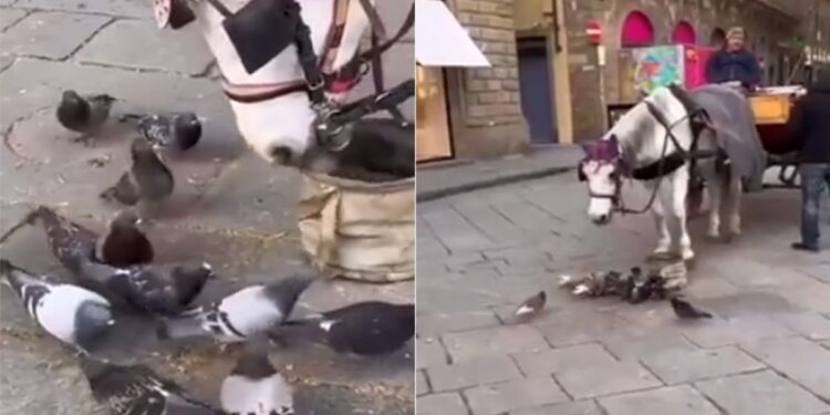 Horse Sharing Its Snack With Hungry Pigeons Beautiful Moment Will Melt Your Heart See Heartwarming Video